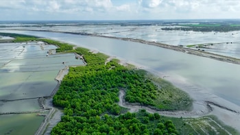 Las viudas de tigre lideran