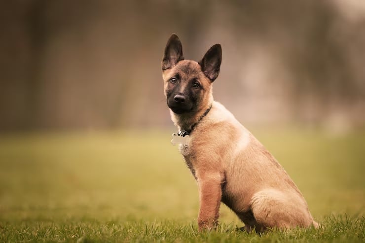 Un estudio publicado en BMC Cancer respaldó que perros entrenados pueden identificar señales de cáncer de pulmón en muestras de aliento y orina (Magnific)