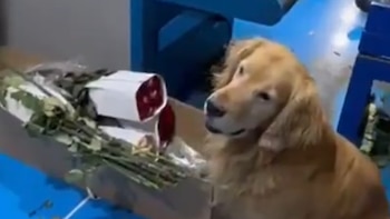 Incautan más de 70 kilos