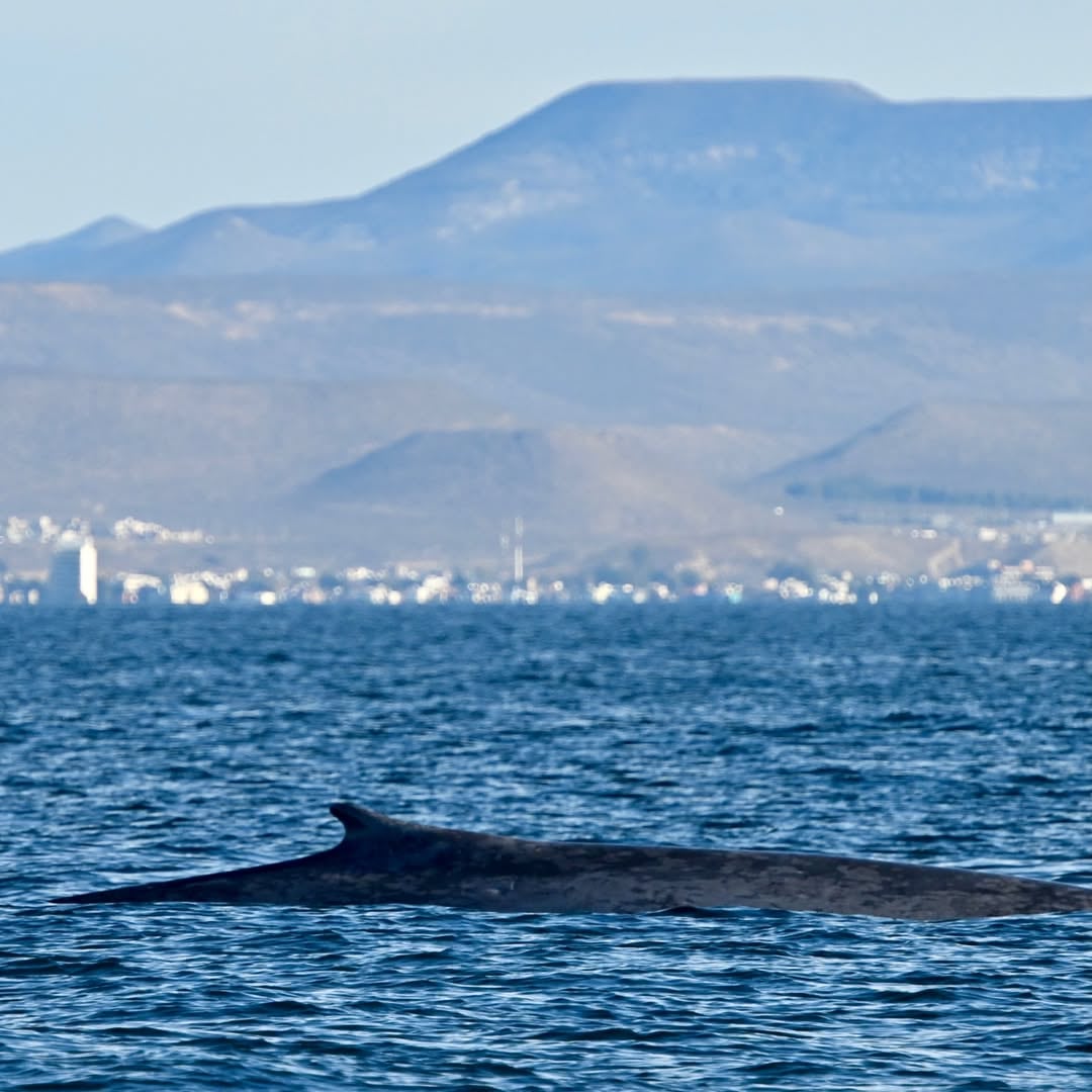 Una ballena azul emergió cerca de una embarcación turística en el Golfo San Jorge, sorprendiendo a los presentes