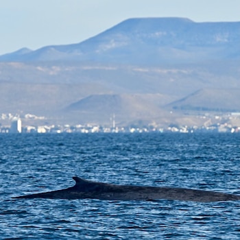 Vista de una ballena azul con su lomo y aleta dorsal emergiendo del mar azul. Al fondo, una ciudad costera y montañas bajo un cielo claro