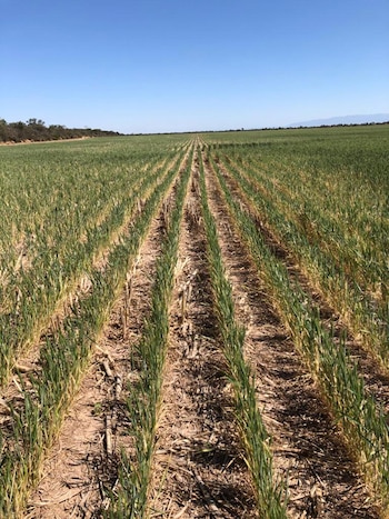 La sequía es la gran