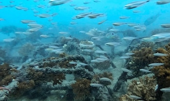 La Universidad Estatal a Distancia, el INA y la empresa Bay Island Cruises trabajan en acciones de conservación y monitoreo para proteger los ecosistemas coralinos del Pacífico costarricense. Crédito: UNED