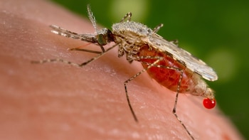 Detectan un mecanismo para atacar al parásito de la malaria: por qué podría ser clave para nuevos tratamientos