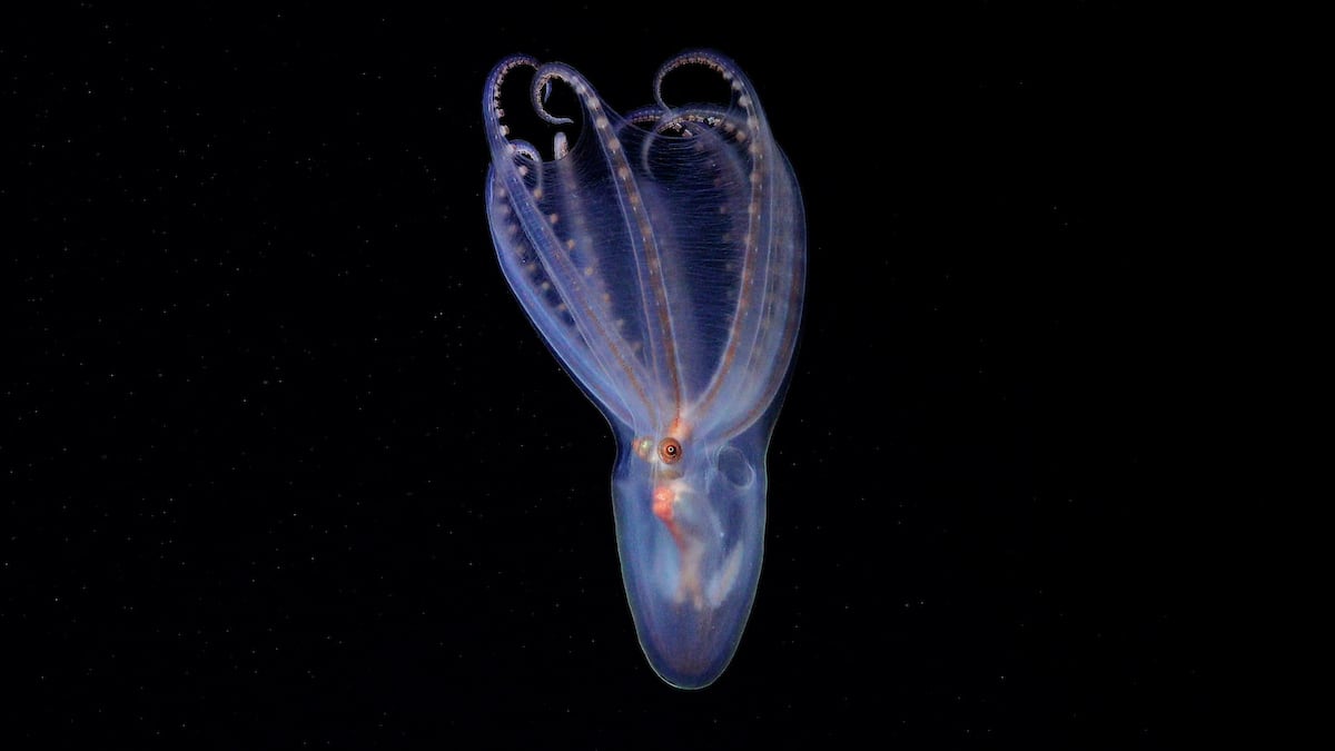 Un taller internacional de taxonomía confirmó el hallazgo de 57 nuevas especies marinas y 5 géneros desconocidos en el cañón submarino Mar del Plata. (ROV SuBastian / Schmidt Ocean Institute)