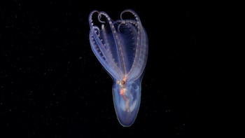 El cañón submarino de Mar del Plata escondía 57 especies nuevas: qué hallaron los científicos a 3.900 metros de profundidad