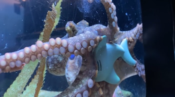 Un pulpo gigante del Pacífico en un acuario sujeta con sus tentáculos un juguete azul de plástico con forma de tiburón