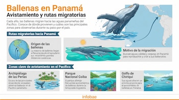 Infografía horizontal con texto y gráficos sobre ballenas en Panamá. Muestra mapas, ballenas animadas, islas, barcos y zonas de avistamiento clave.