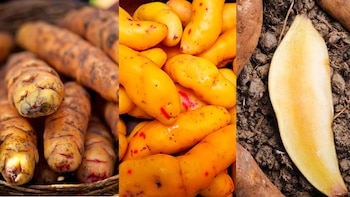 Tubérculos del Perú. Foto: Captura