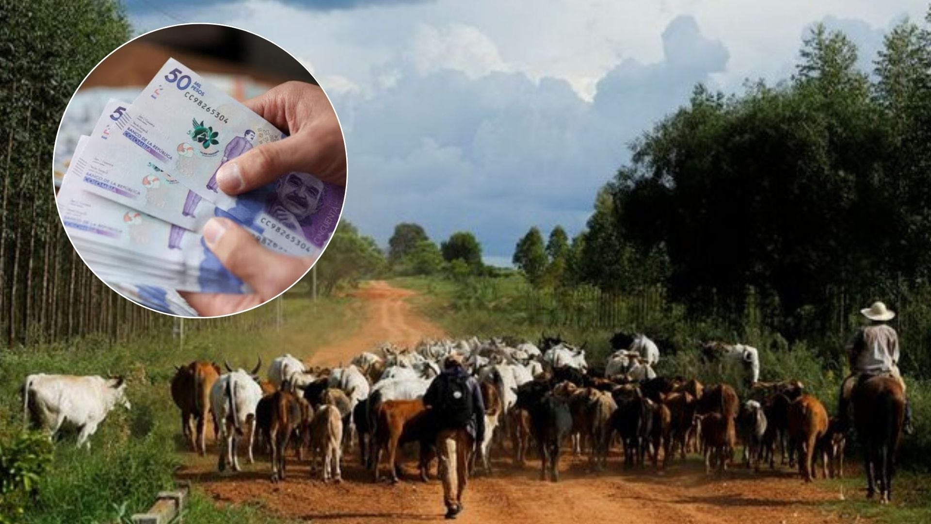 Productores reportan pérdida total de pasturas y daños en infraestructura rural. - crédito Luisa González y Cesar Olmedo/Reuters
