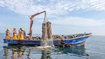 Más de 530 mil consumidores peruanos estarán protegidos tras nuevas habilitaciones sanitarias pesqueras