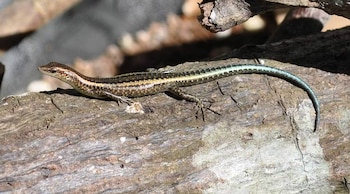 La desaparición del Skink del