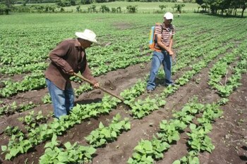 La medida de frijoles se cotiza actualmente entre 130 y 140 lempiras. (FOTO: La Prensa)