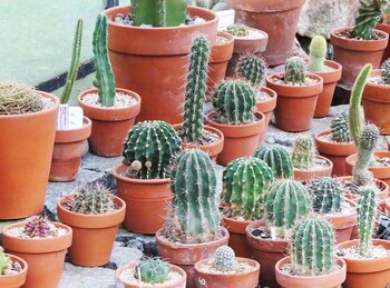 (Crédito: Asociación Amigos Jardín Botánico