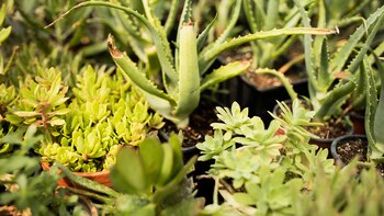 El enigma de las plantas