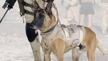 El canino fue entrenado por