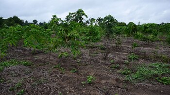 La biodiversidad es el eje