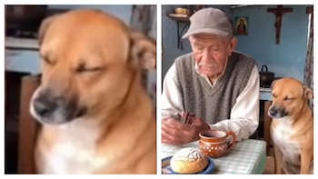 Perrito muestra respeto cuando su