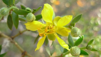 Hallan en Mendoza los fósiles más antiguos de jarilla que revelan la evolución de ambientes áridos en Sudamérica