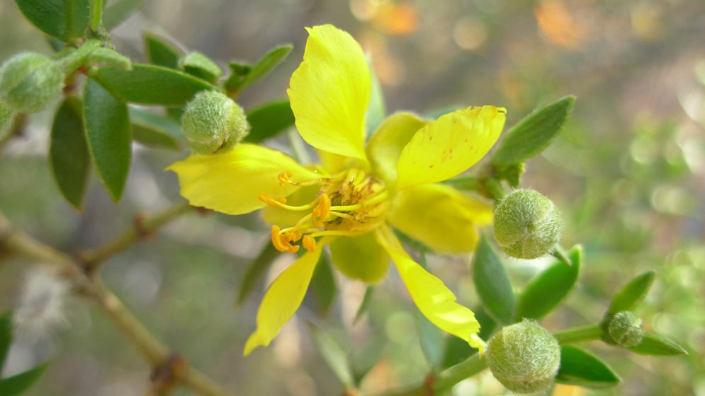 Los restos petrificados hallados corresponden a un arbusto típico de la Patagonia y el Monte, con una antigüedad estimada de 18 millones de años (CONICET)