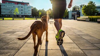 DogRun 2024: llega la carrera