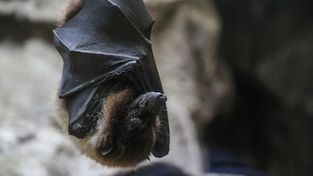 Día de Apreciación de los Murciélagos – murciélago – Perú – noticias – 16 abril