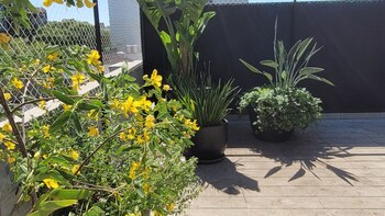 Para el balcón las plantas