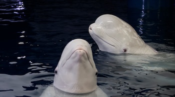 Las dos belugas rescatadas de Ucrania, Plombir y Miranda, durante una sesión veterinaria en el Oceanogràfic de Valencia. (Rober Solsona/Europa Press)