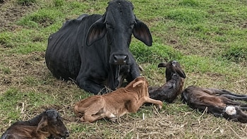 Una vaca en Antioquia sorprendió con el nacimiento de cuatrillizos, un caso que ocurre una vez cada 11 millones de partos