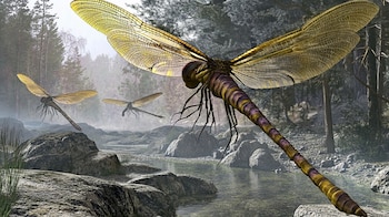 Meganeura habitó bosques húmedos y