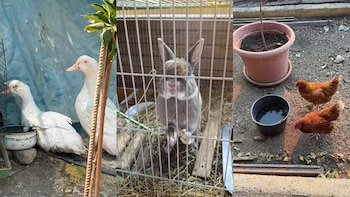 Además de gatos y perros, los voluntarios de Robledo de Chavela han alimentado conejos, gallinas y ocas. (Cedidas)