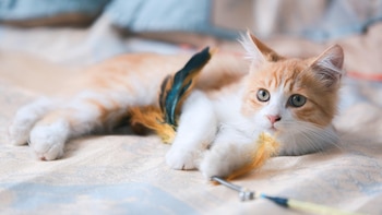 Cómo saber si tu gato