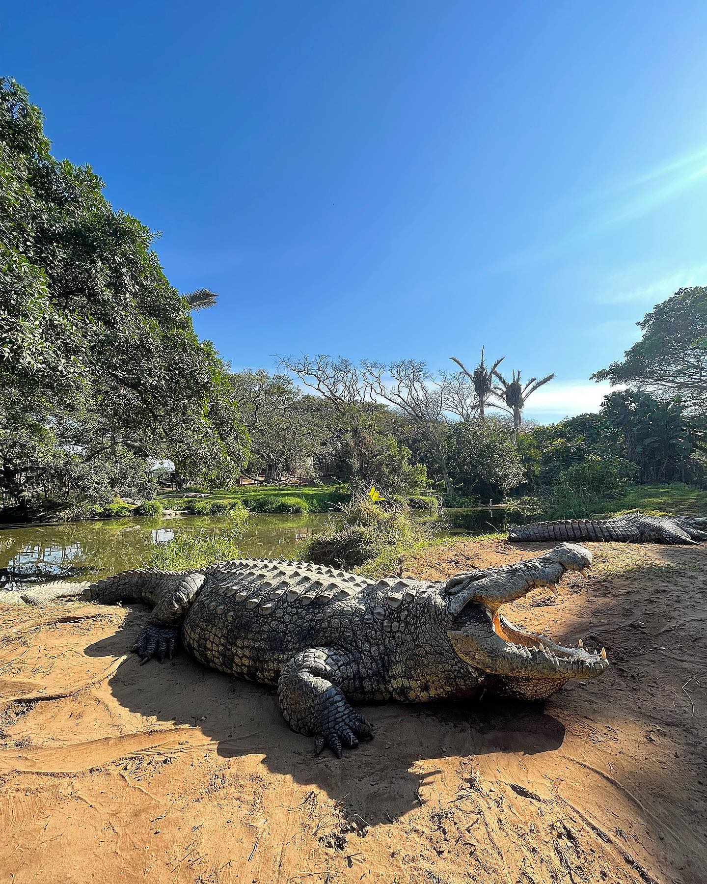 Henry, cocodrilos, caimanes, reptiles, mascotas, animales, cocodrilo más viejo del mundo, Croc World, Sudáfrica