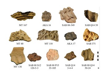 El equipo internacional de investigadores