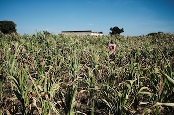 Las importaciones de maíz provenientes