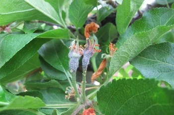 El fuego bacteriano, enfermedad que