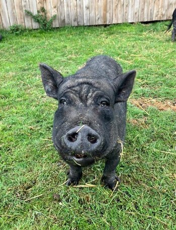 Portia después de realizar ejercicio