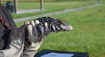 Un Tegu argentino blanco y negro es sujetado por unas manos enguantadas. Al fondo se observa césped verde