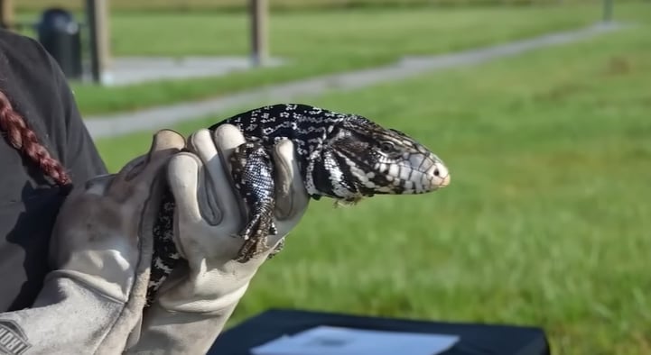 Este reptil sudamericano, de gran tamaño, ha sido detectado en distintas áreas de Florida Central y preocupa por su capacidad de expansión (FWC)