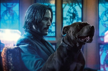 Aunque silencioso, el leal pitbull