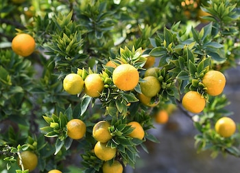 La naranja agria se produce