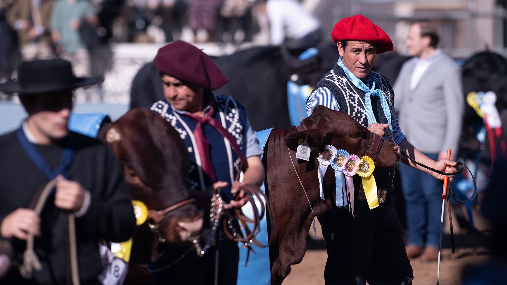Expositores con vestimenta tradicional dirigen ejemplares bovinos con premios durante un evento de ganadería en La Rural de Palermo.