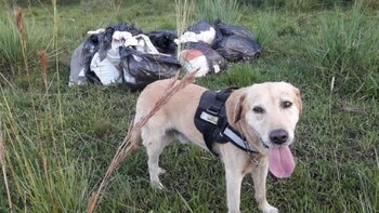 Algunos animales están adiestrados para