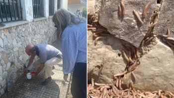 La delegada de Ganadería y Sanidad Agraria, Rocío Huerta, en su visita a Tineo (@MRuralAsturias y @PP_Asturias)