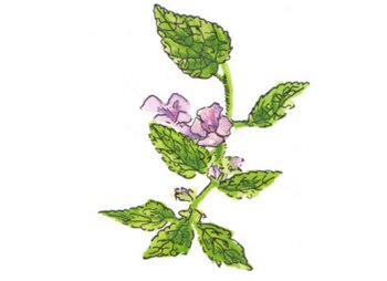 Melisa tiene flores de colores