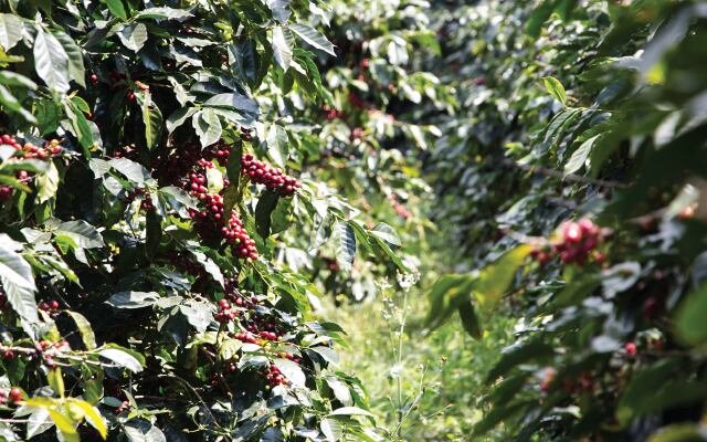 Las exportaciones hondureñas crecieron 10,4 % en 2025 y alcanzaron los 12.190,9 millones de dólares, impulsadas por productos como café, oro y camarones. (Cortesía: Perfect Dayili Grind)