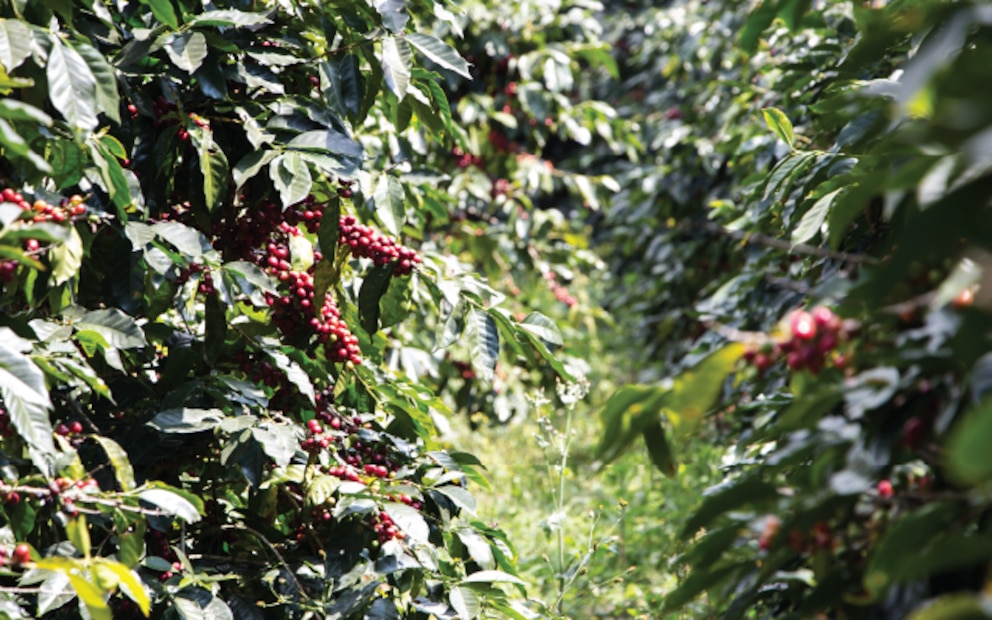 Honduras reduce su déficit comercial 4,4% impulsada por el alza del café