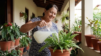 Una mujer sonriente riega una planta de helecho en maceta con agua blanquecina de una jarra, rodeada de más plantas en macetas en un porche.