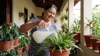 Así puedes hacer que tus plantas crezcan más sanas usando agua de arroz
