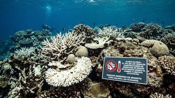 El 44 % de los corales que forman arrecifes podría desaparecer: la advertencia sobre el impacto del cambio climático